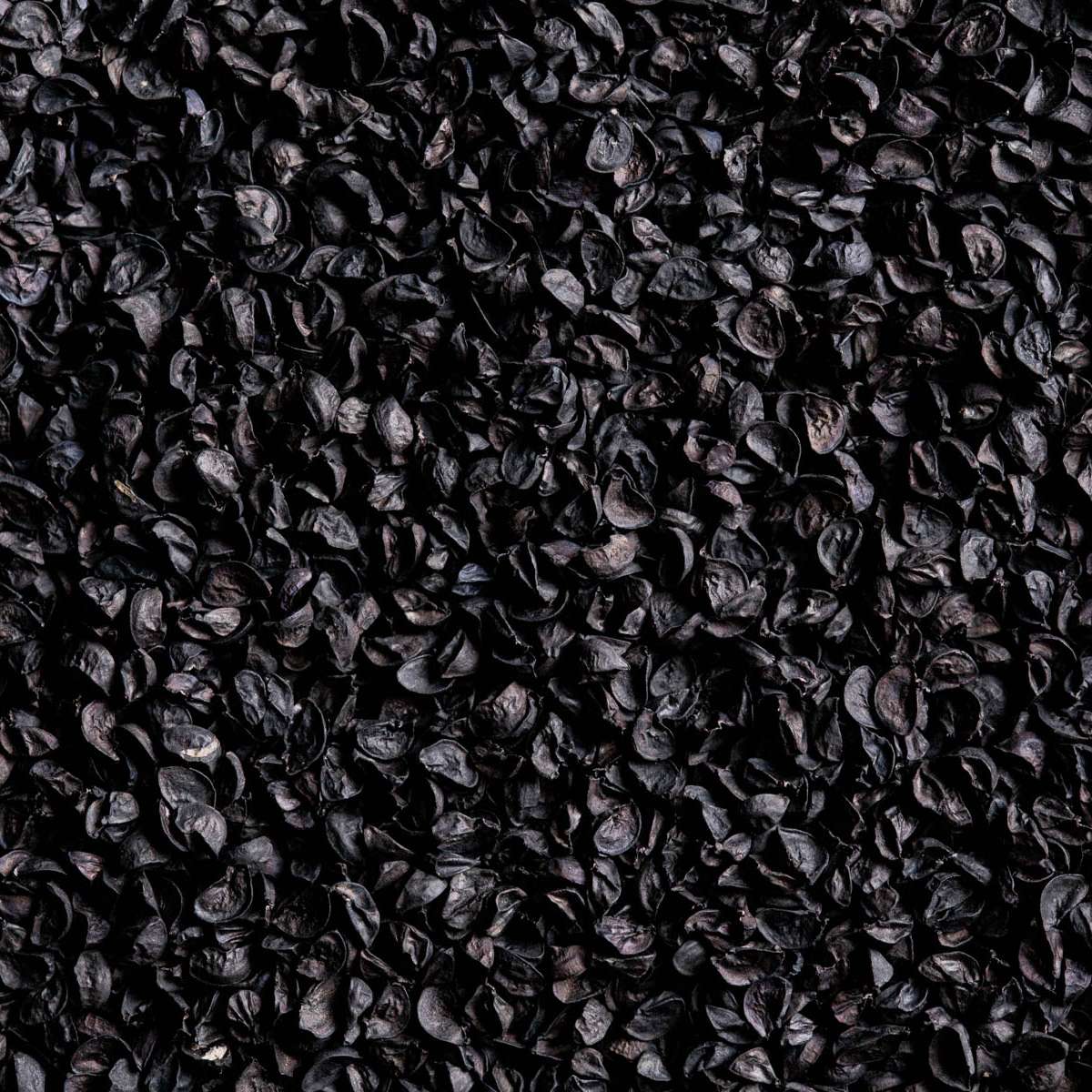 Bunching Onion Negi W5 Seeds (250 seeds/pack) | Korin