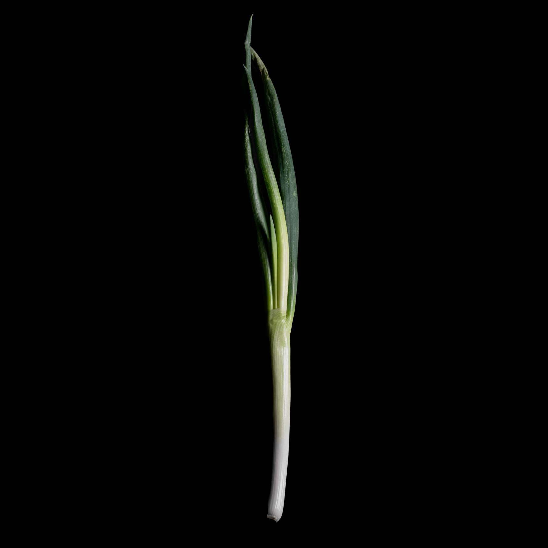 Bunching Onion Negi W5 Seeds (250 seeds/pack) | Korin