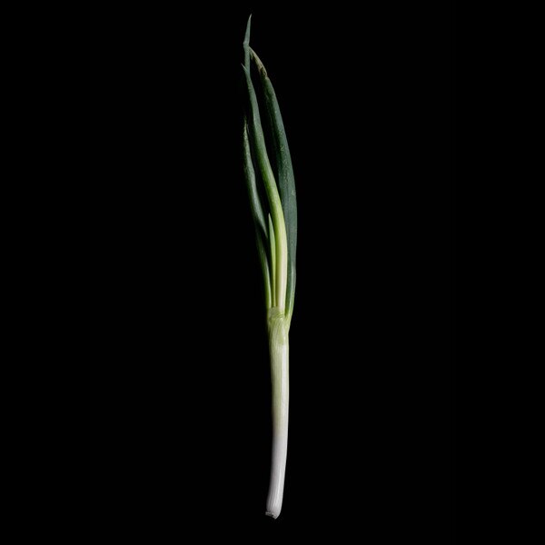 Image of Bunching Onion Negi W5 Seeds (250 seeds/pack) 5