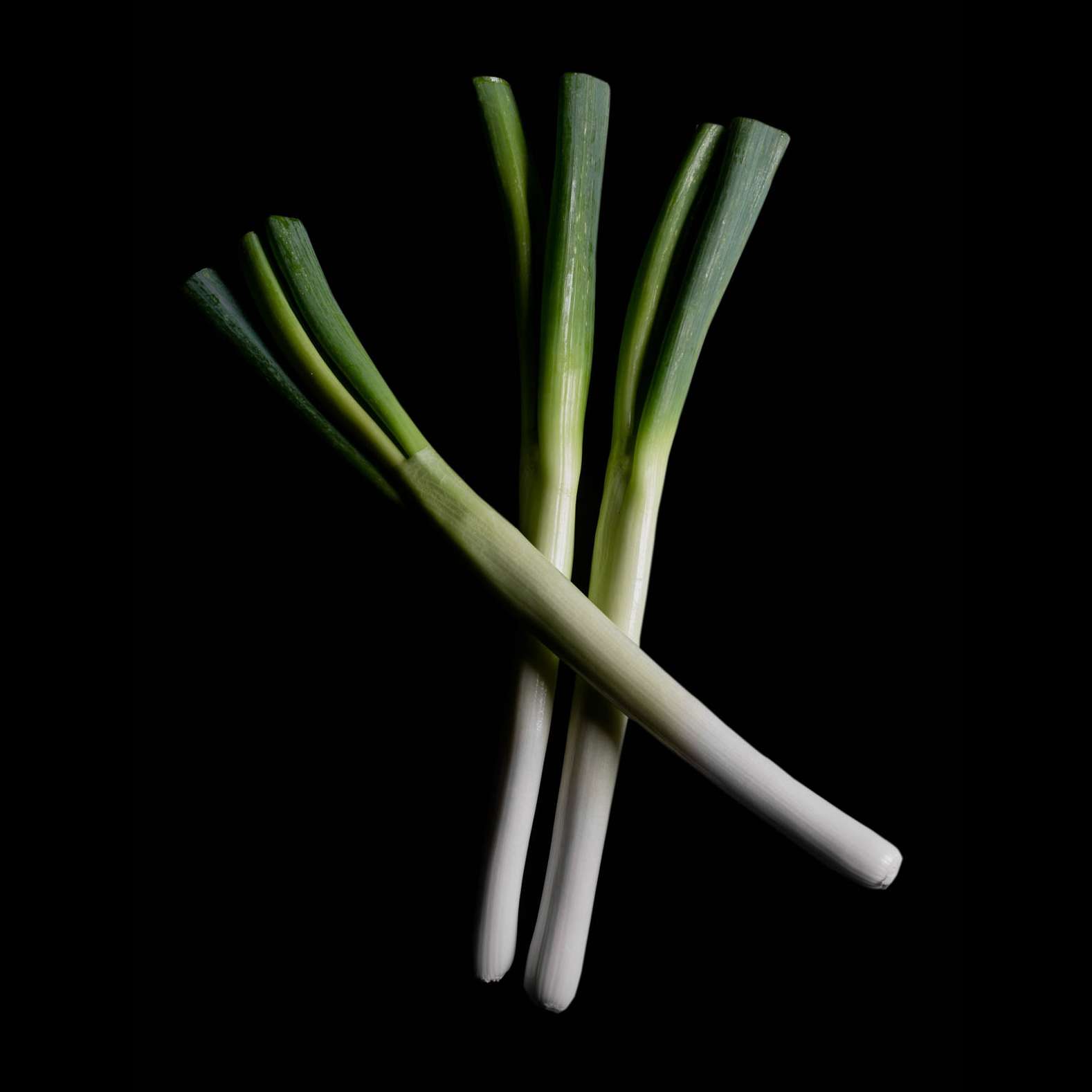 Galaxy - tamanegi Bunching Onion Negi W5 Seeds (250 seeds/pack) | Korin