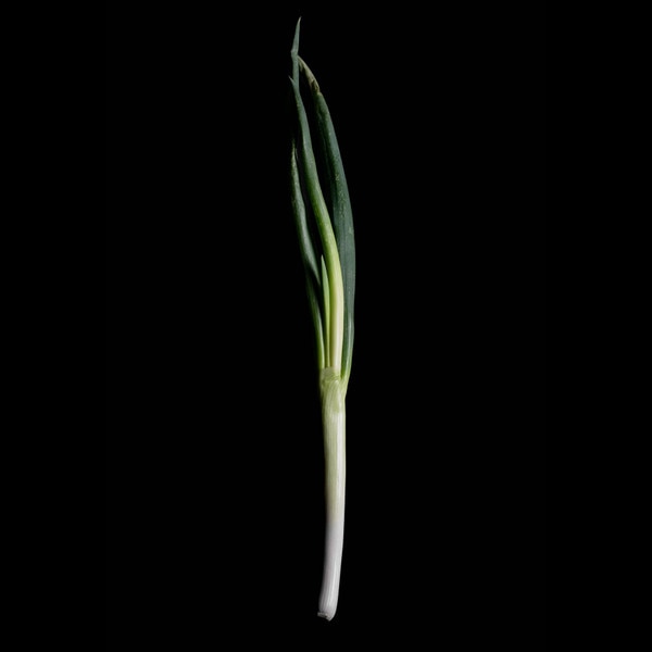 Image of Bunching Onion Negi S8 Seeds (250 seeds/pack) 5