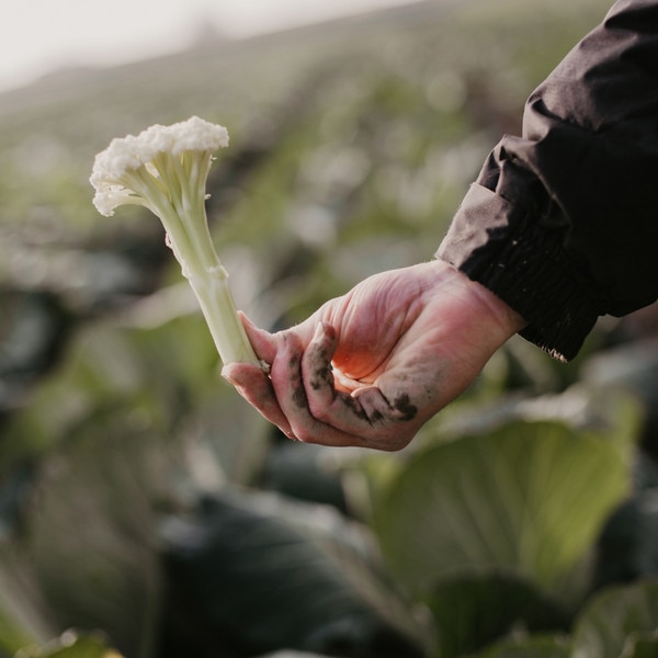 Image of Cauliflower Fioretto 85 Seeds (50 seeds/pack) 3