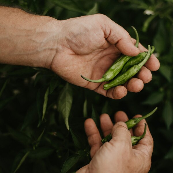 Image of Pepper Shishimai: Thailand Seeds (25 seeds/pack) 5