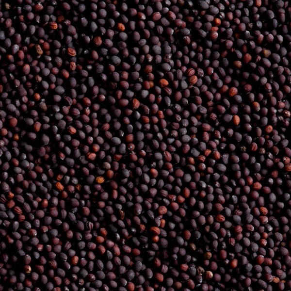 Image of Turnip Sweet Kabu Seeds (250 seeds/pack) 2