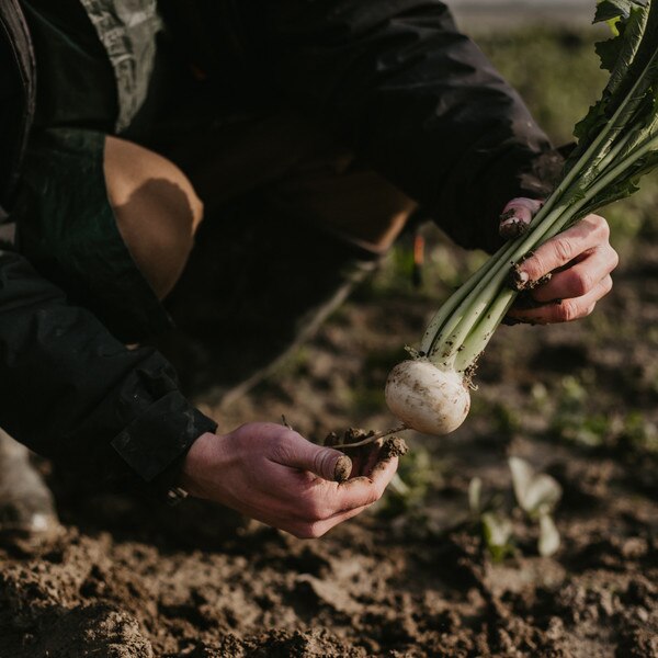 Image of Turnip Sweet Kabu Seeds (250 seeds/pack) 3