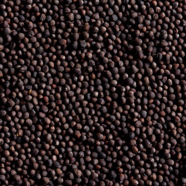 Image of Cabbage Saku Saku Seeds (100 seeds/pack) 3