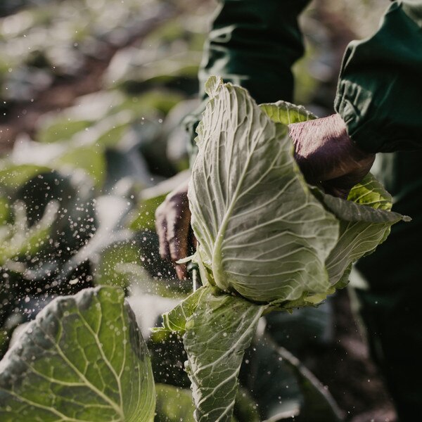 Image of Cabbage Saku Saku Seeds (100 seeds/pack) 5