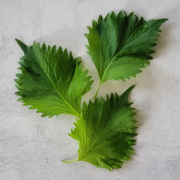 Image of Perilla Ohba Seeds (250 seeds/pack) 3