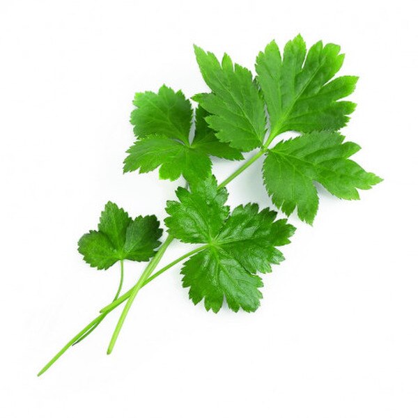 Image of Mitsuba Kansai Seeds (250 seeds/pack) 2