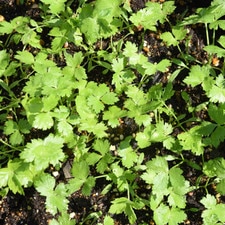 Mitsuba Kansai Seeds (250 seeds/pack) hover-image