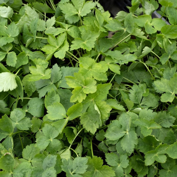 Image of Mitsuba Kansai Seeds (250 seeds/pack) 4