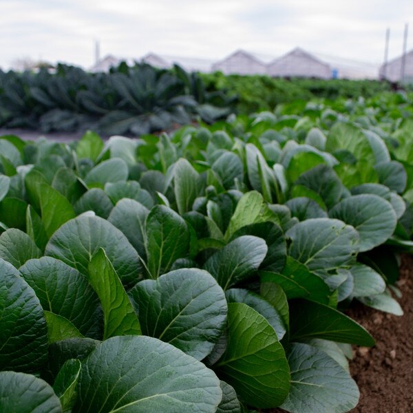 Image of Komatsuna Tatsu Seeds (100 seeds/pack) 2
