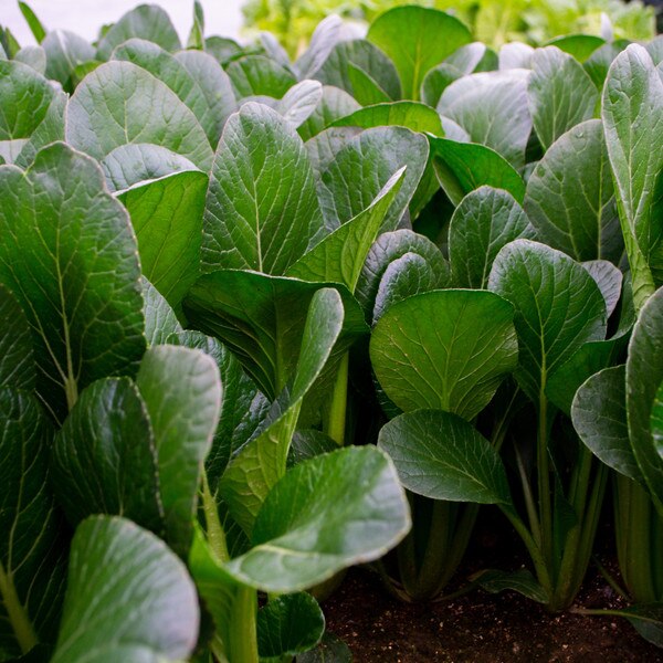 Image of Komatsuna Tatsu Seeds (100 seeds/pack) 3