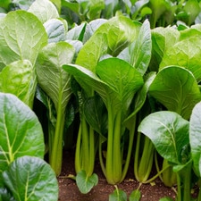 Komatsuna Tatsu Seeds (100 seeds/pack) hover-image