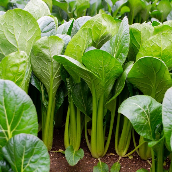 Image of Komatsuna Tatsu Seeds (100 seeds/pack) 4