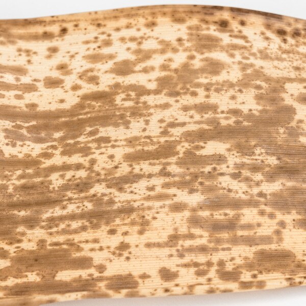 Image of Dry Bamboo Skin 5