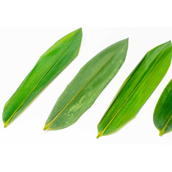Image of Vacuum-Packed Bamboo Leaves 100 pcs 3